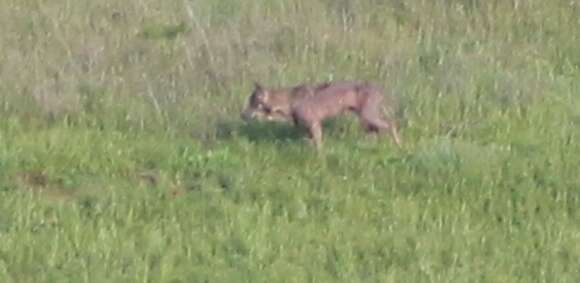 Image of gray wolf