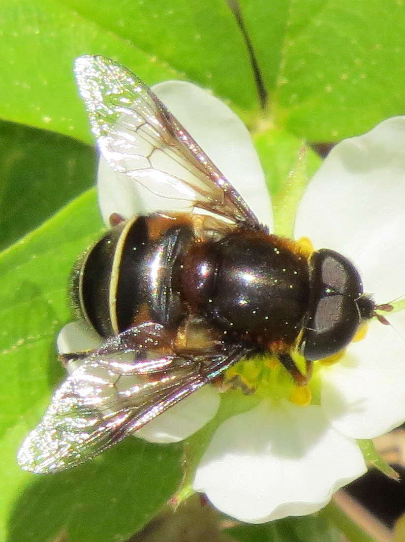 Слика од Eristalis cryptarum (Fabricius 1794)