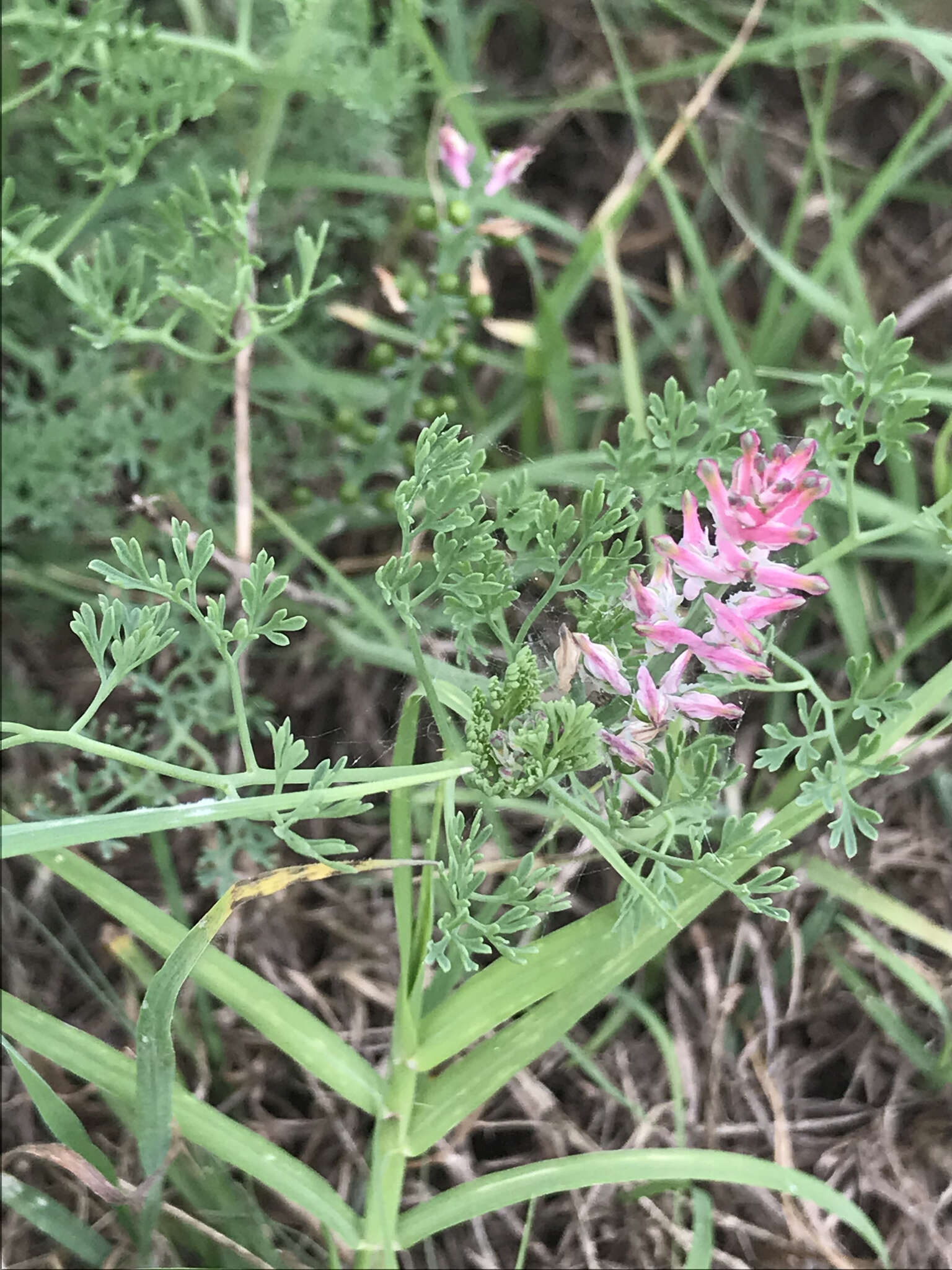 Image of Fumitory