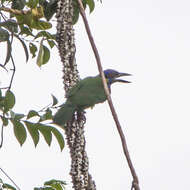 Image of Red-crowned Barbet