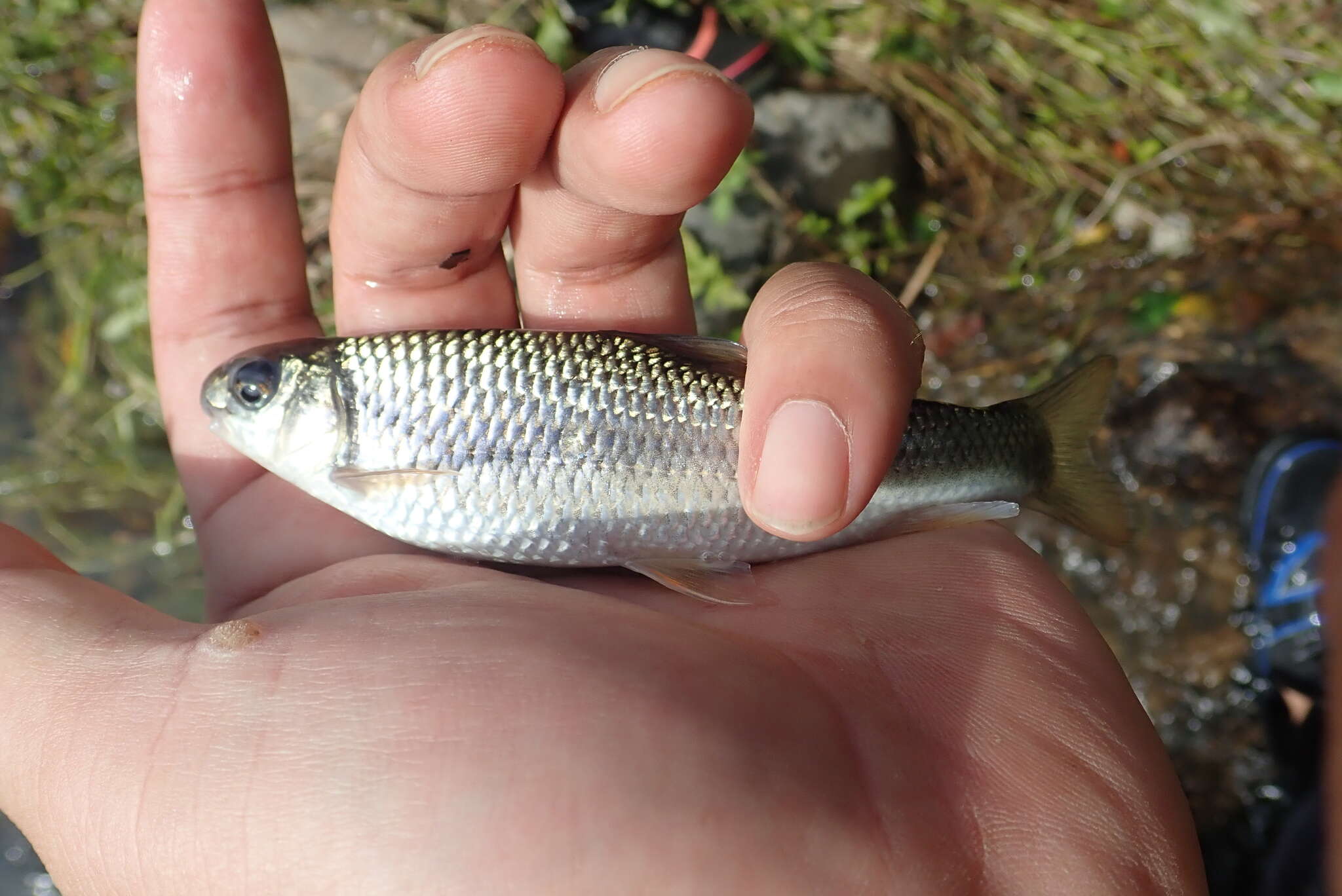 Image of Taiwan Shoveljaw Carp