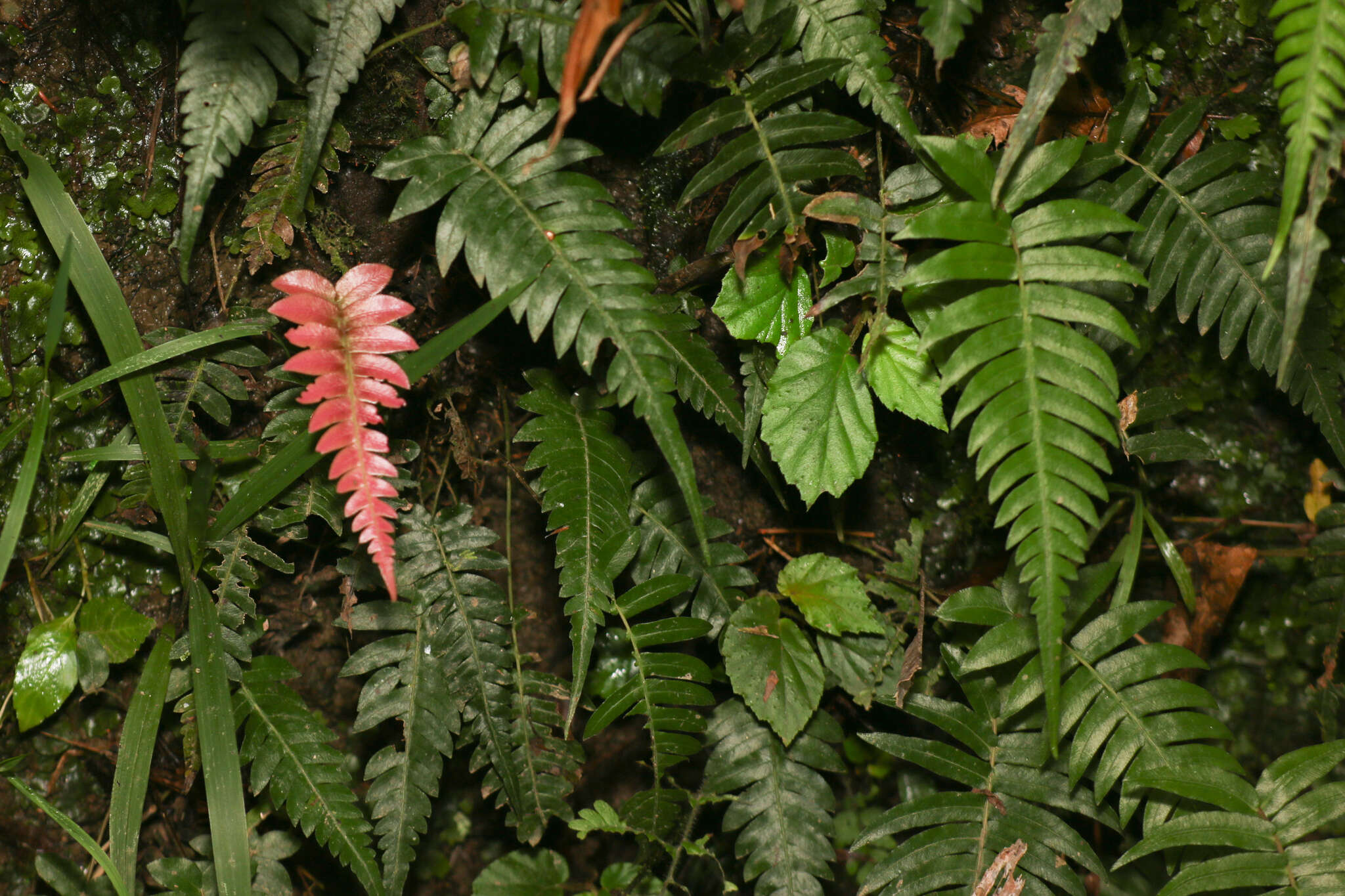 Sivun Blechnum occidentale L. kuva