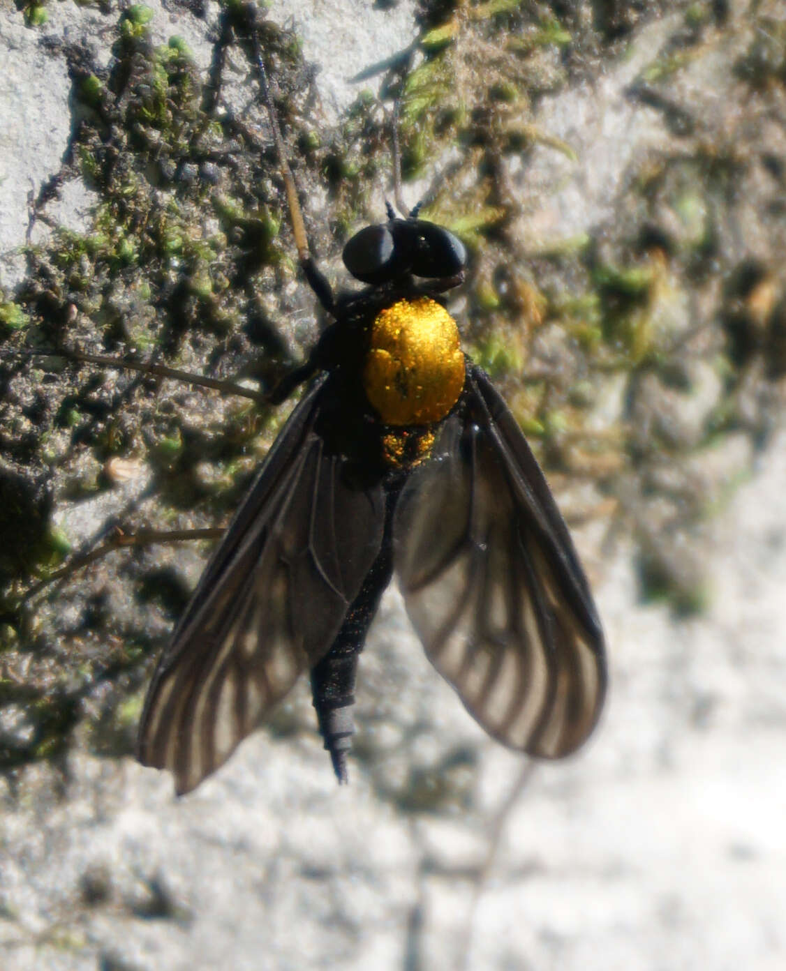 Image of Chrysopilus davisi Johnson 1912