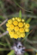 Слика од Helichrysum auriceps O. M. Hilliard