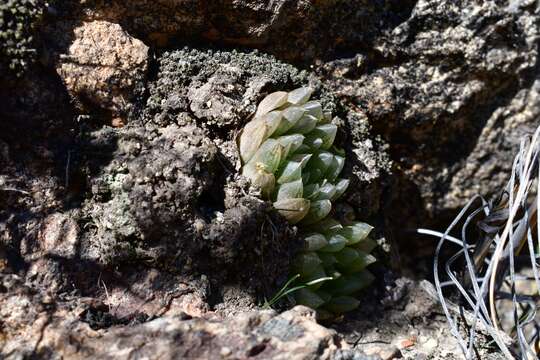 Image of Haworthia transiens (Poelln.) M. Hayashi