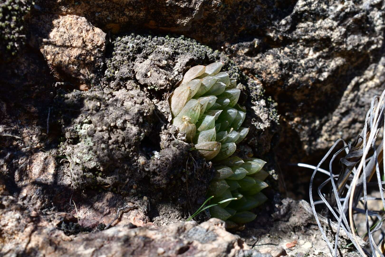 Haworthia transiens (Poelln.) M. Hayashi resmi