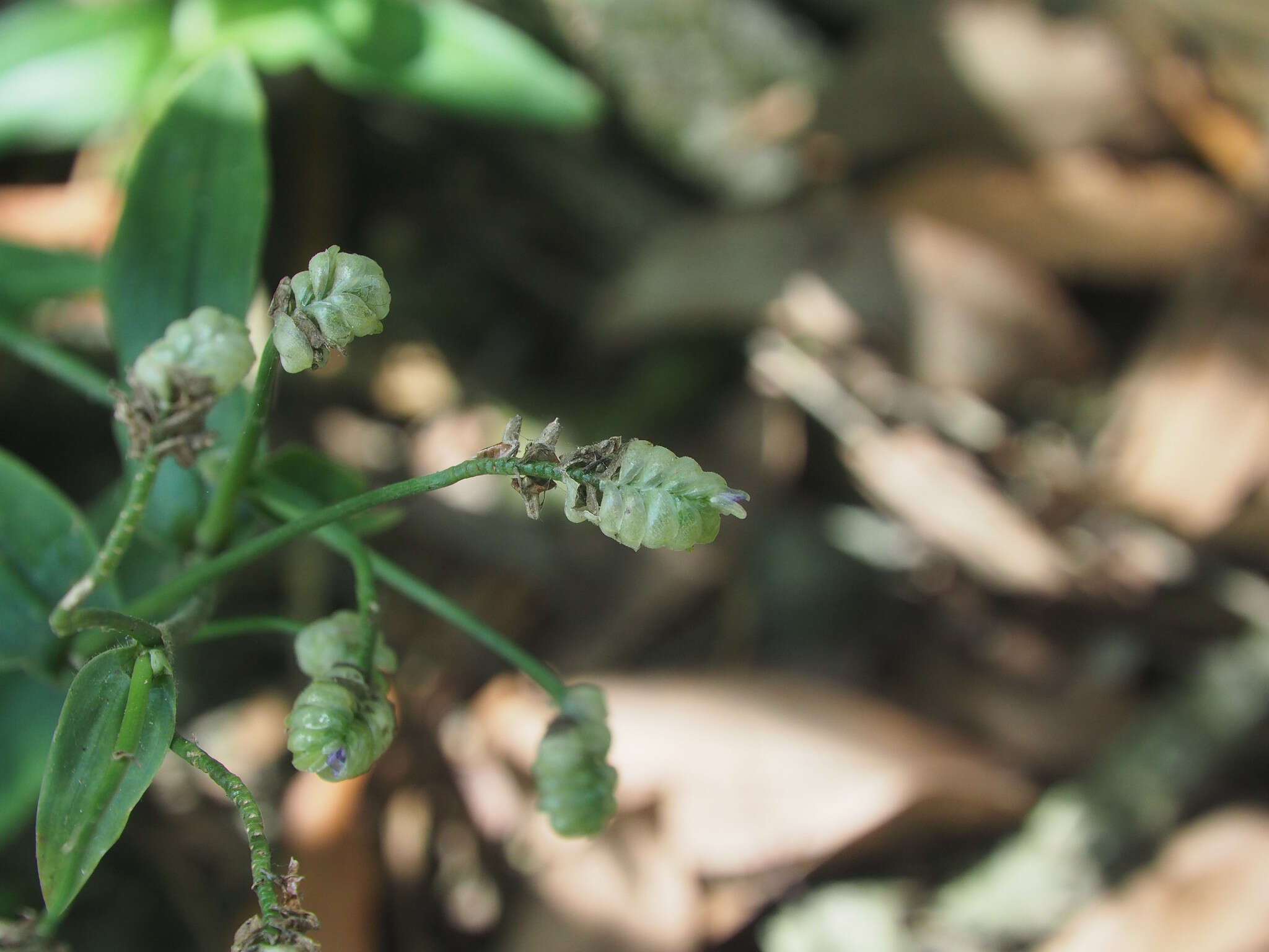 Murdannia bracteata (C. B. Clarke) J. K. Morton ex D. Y. Hong的圖片