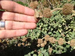 Image of horehound