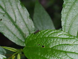 Teleopsis quadriguttata (Walker 1856)的圖片