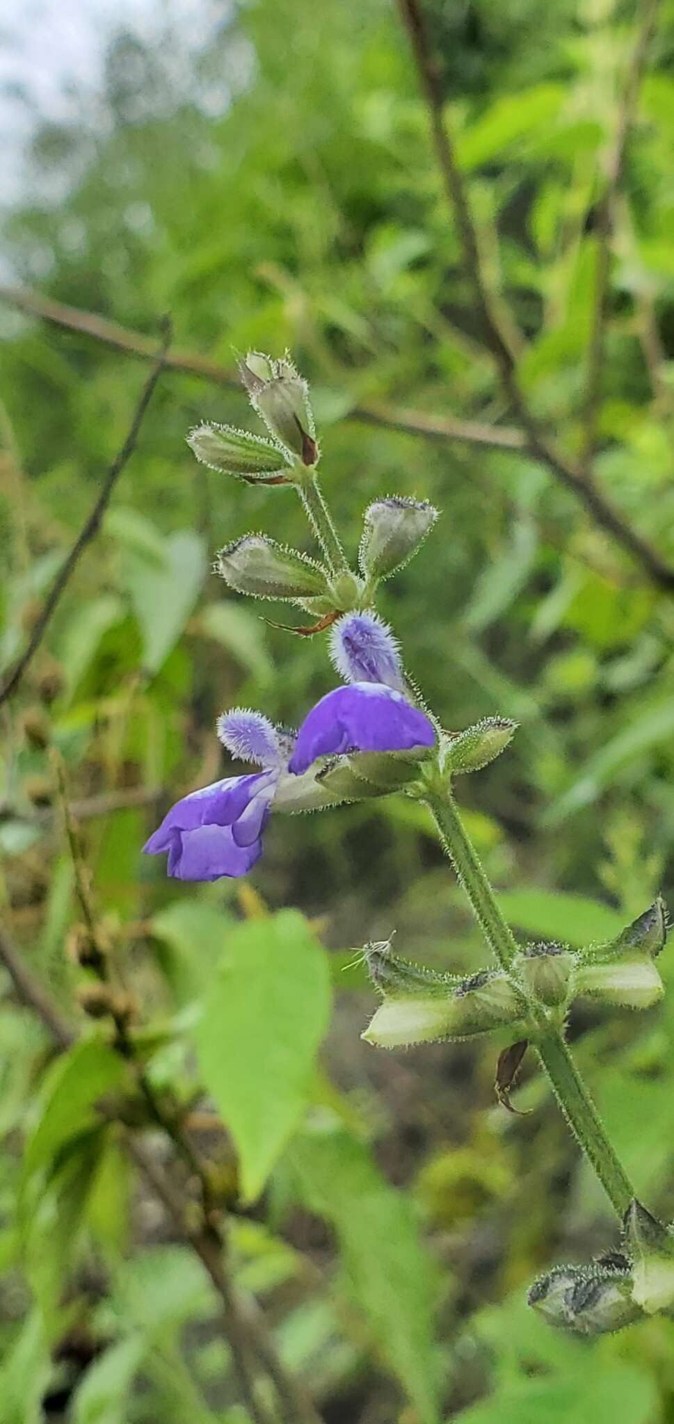 Image de Salvia rypara Briq.