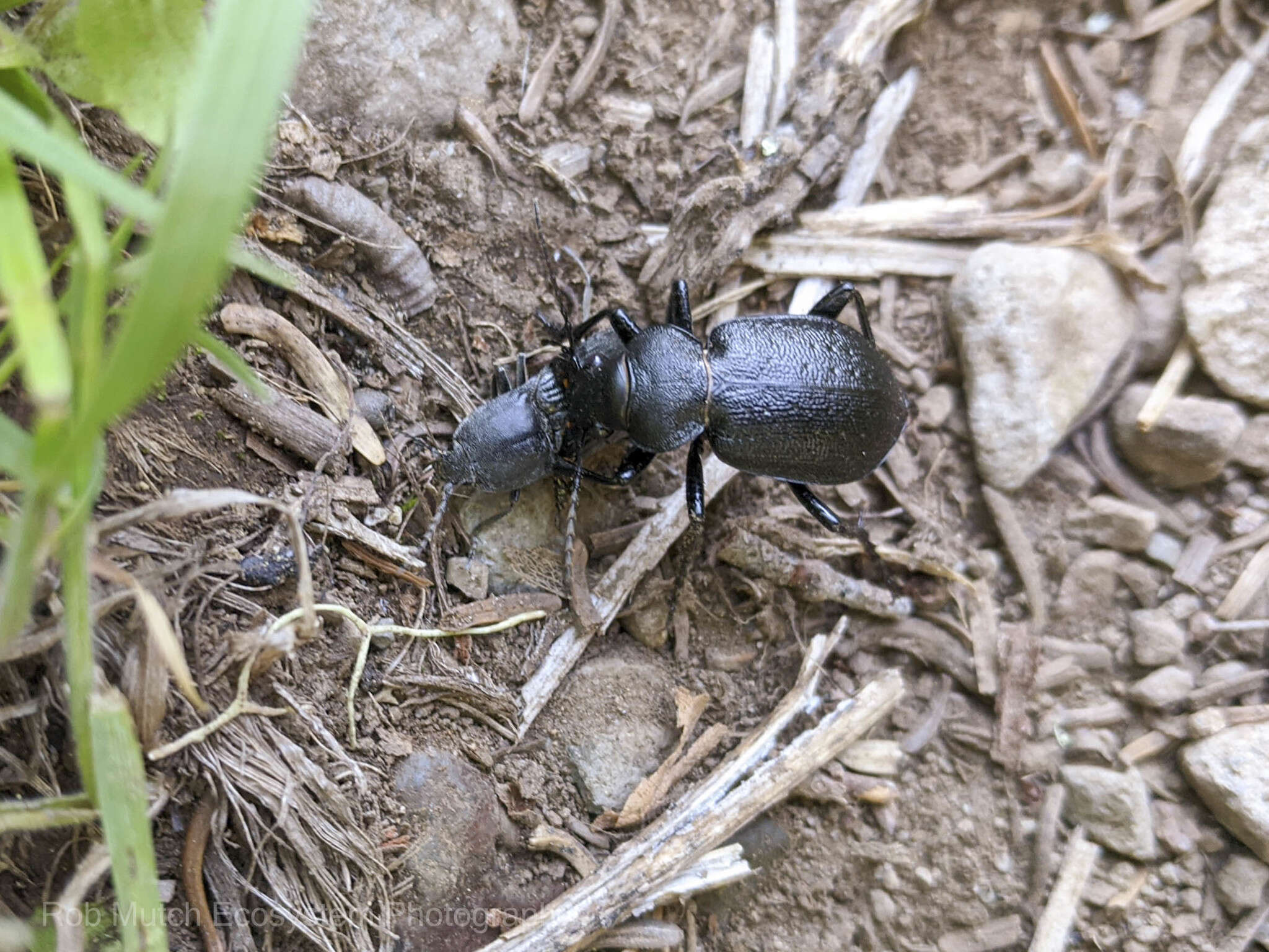 Слика од Callisthenes (Chrysostigma) tepidus (Le Conte 1852)