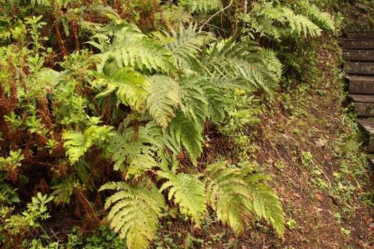 Image of Polystichum pungens (Kaulf.) C. Presl