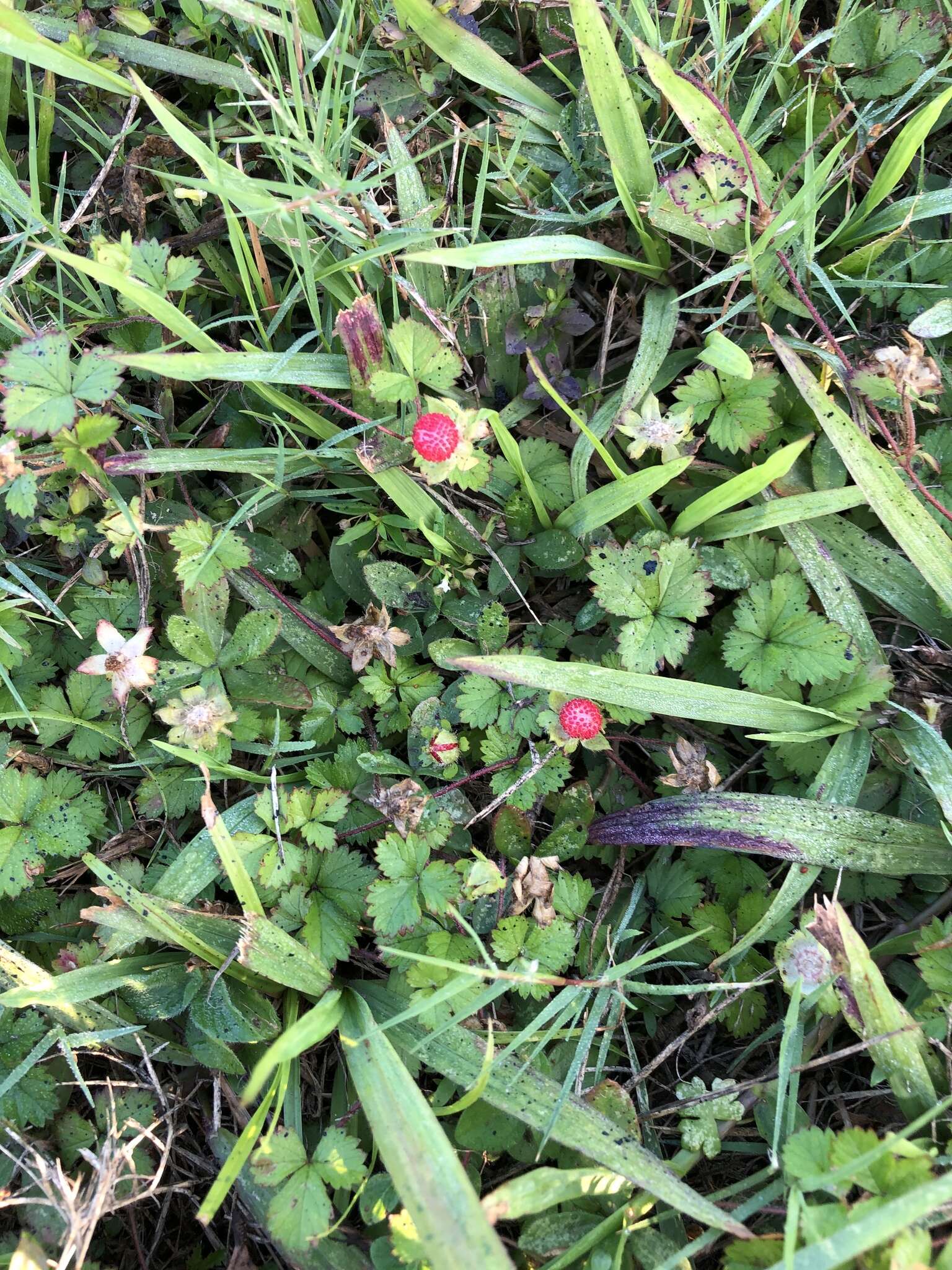 Image of Potentilla wallichiana Ser.