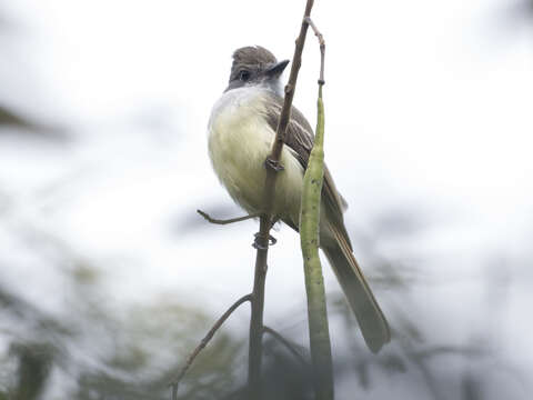 Image of Venezuelan Flycatcher