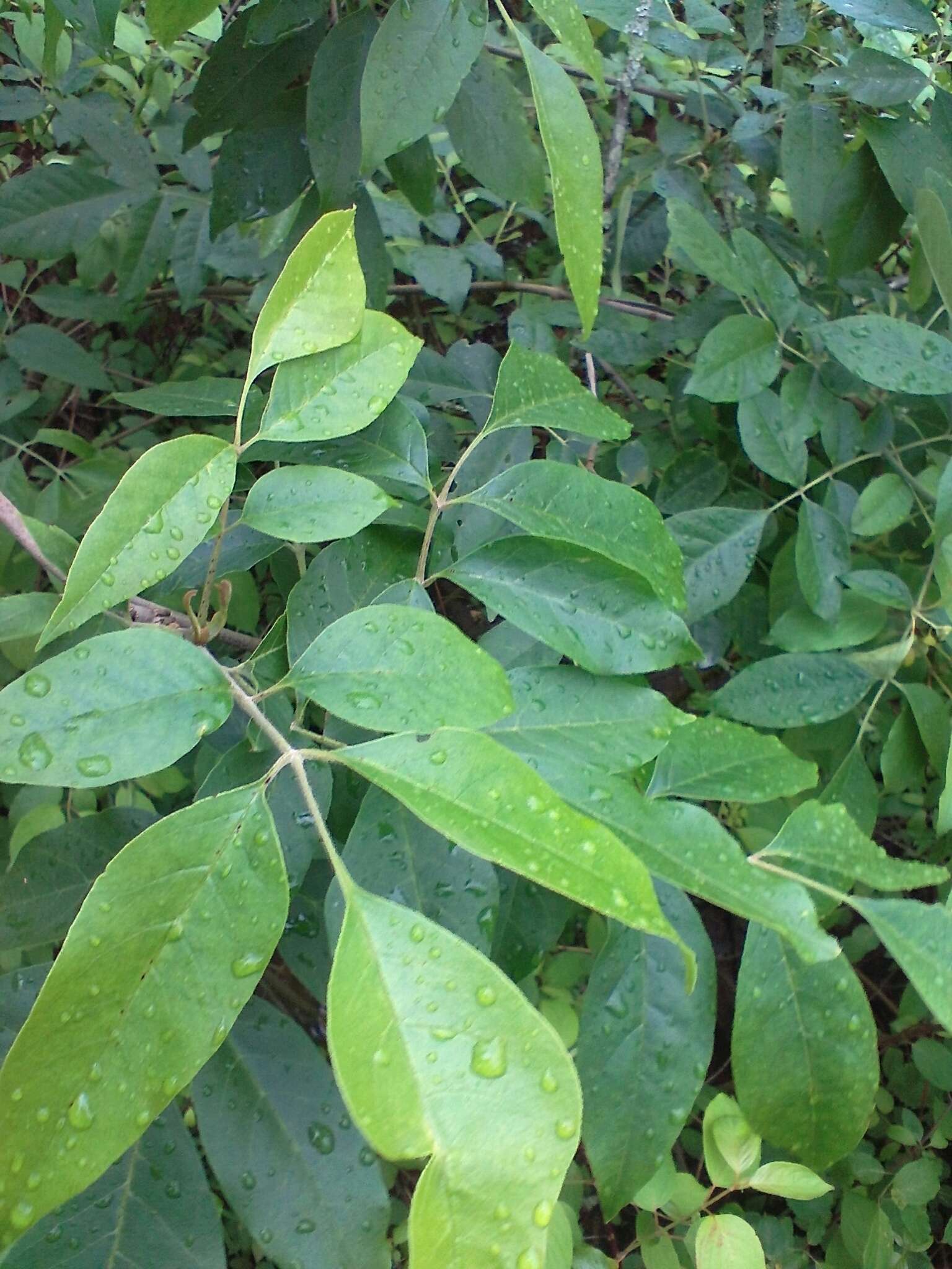 Image of pumpkin ash