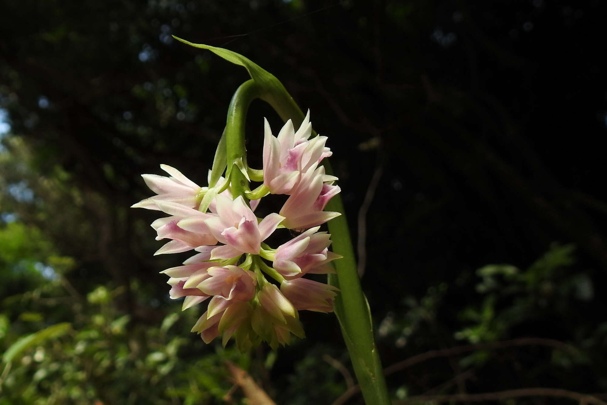 Image of Pink nodding orchid