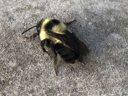 Image of Wilmatte's Bumble Bee