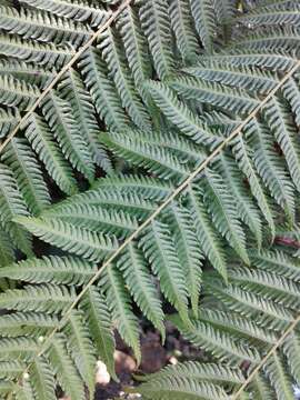 Image of Alsophila spinulosa (Wall. ex Hook.) R. M. Tryon