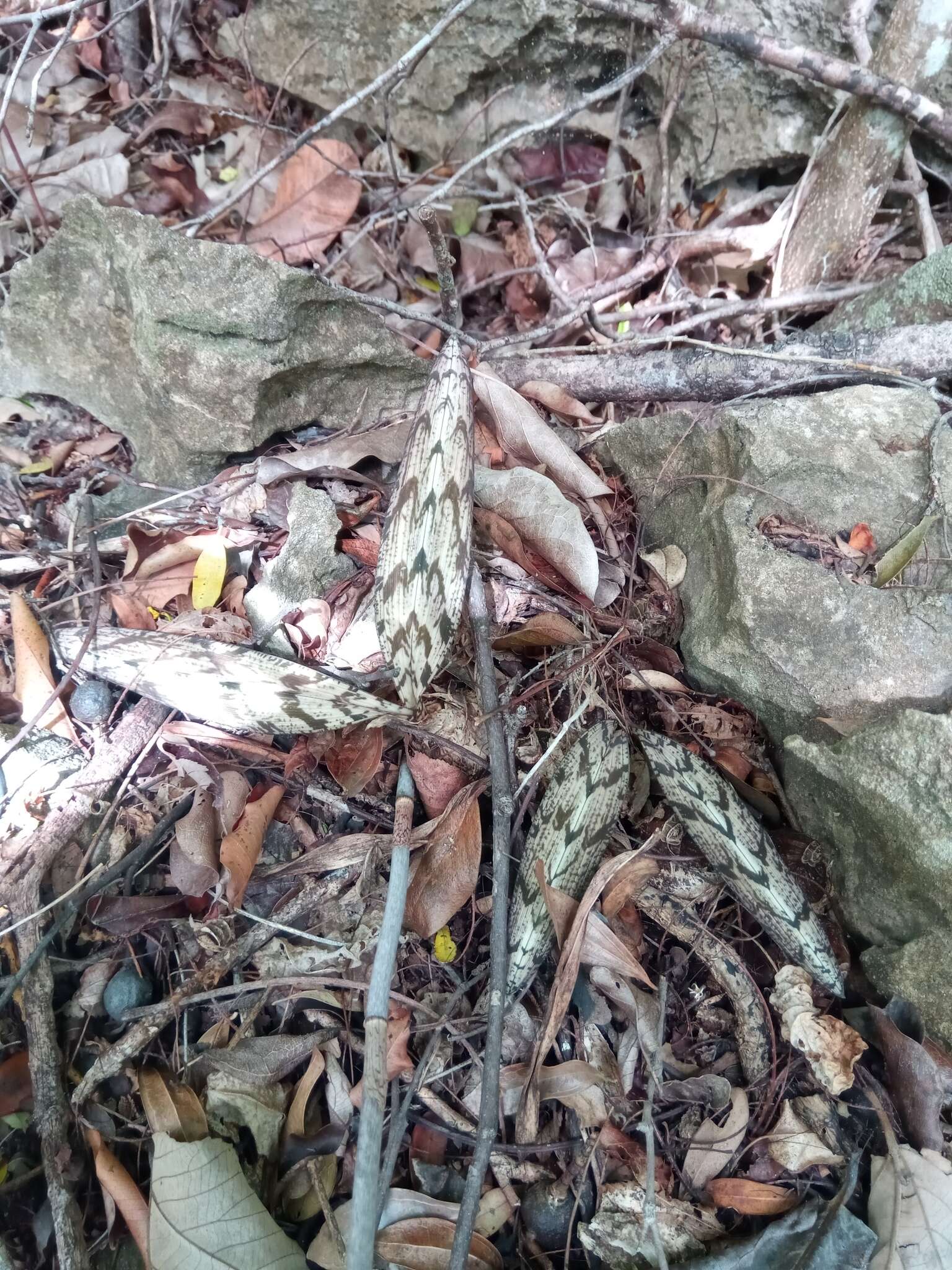 Imagem de Oeceoclades spathulifera (H. Perrier) Garay & P. Taylor