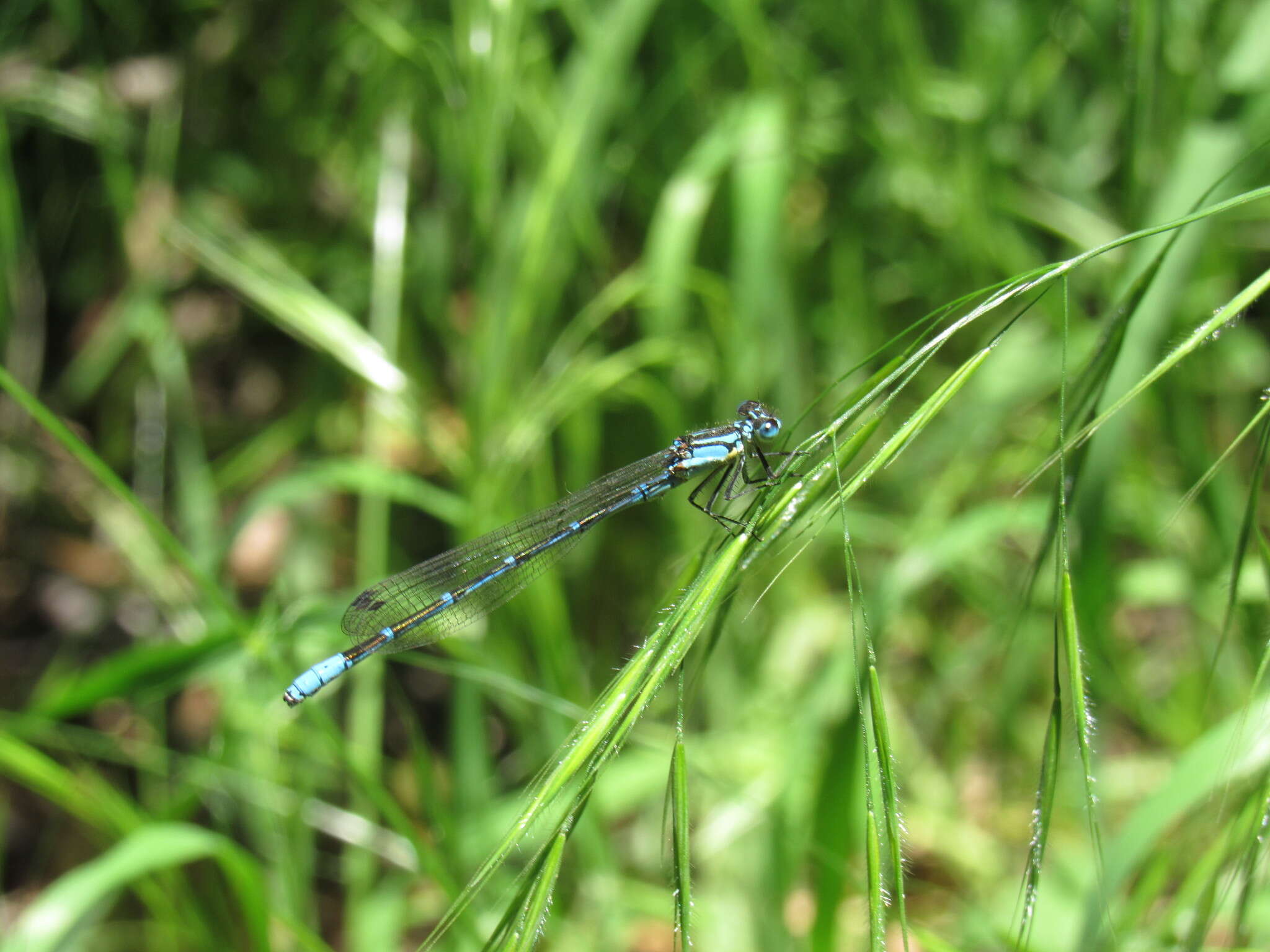 Image of Antiagrion gayi (Selys 1876)