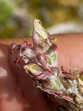 Image of Langsdorf's lousewort