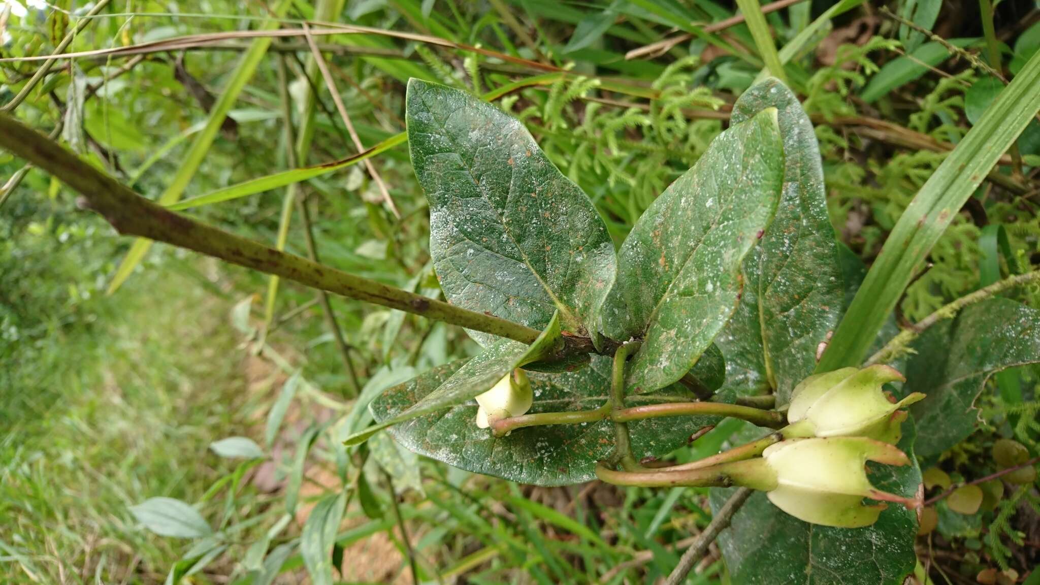 Image of Macleania pentaptera Hørold