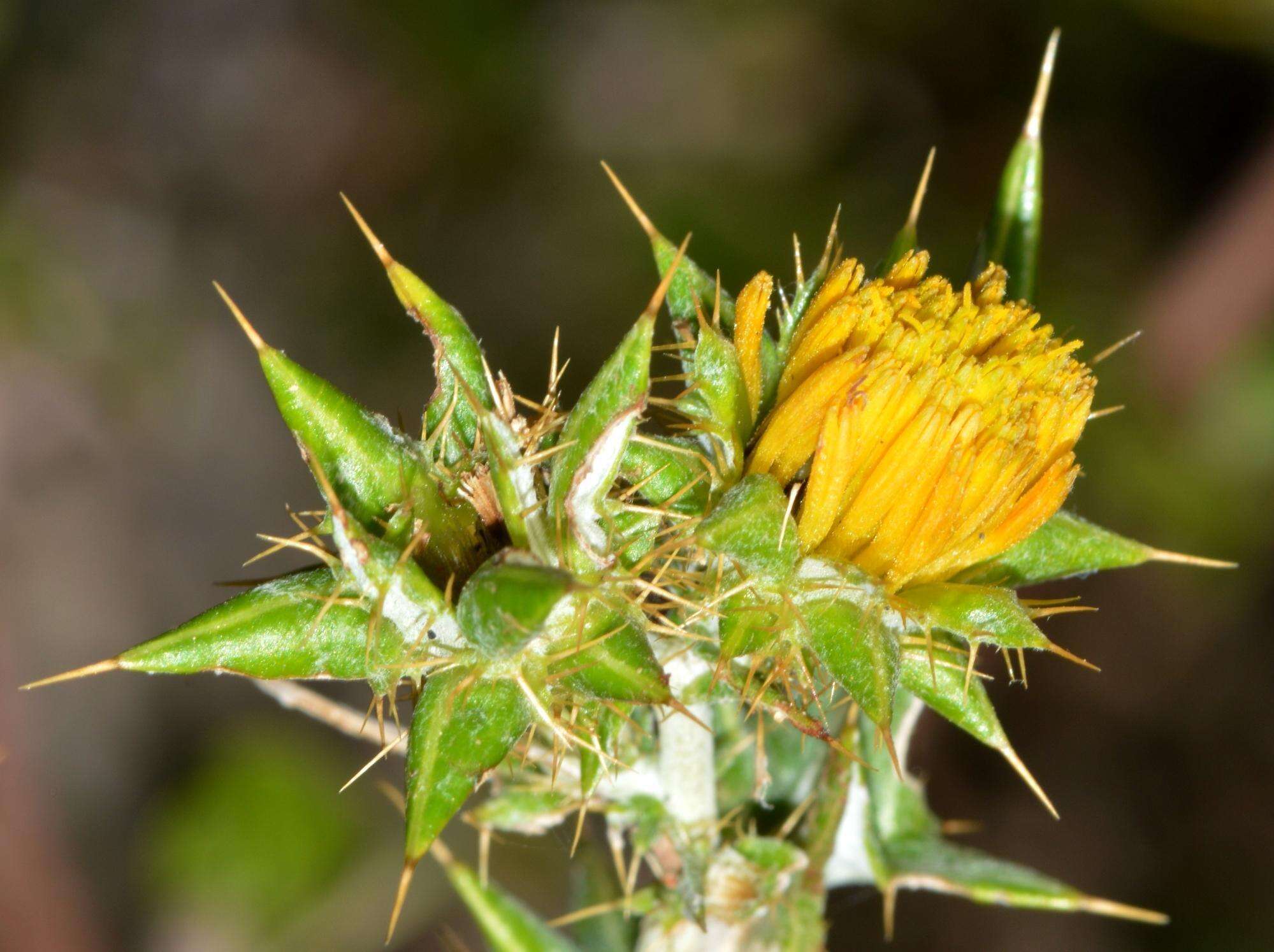 Image of Berkheya rigida (Thunb.) Bolus & Wolley-Dod ex Levyns