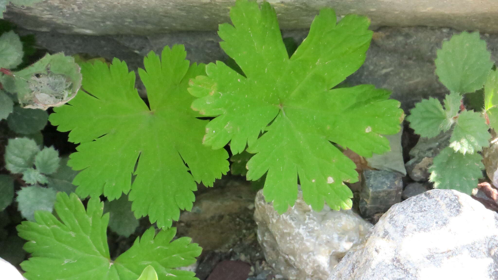 Image of Geranium mascatense Boiss.