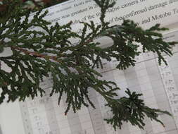 Image of Hinoki Cypress