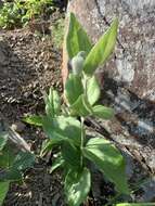 Image of Erect silky leather-flower