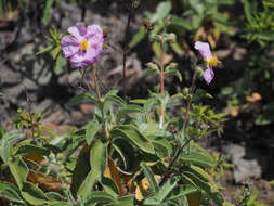 صورة Cistus horrens Demoly