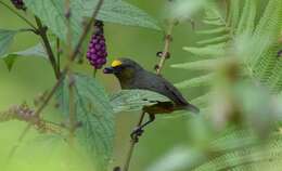 Image of Olive-backed Euphonia