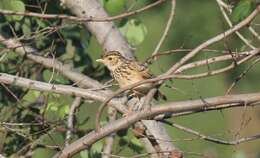 Image of Jerdon's Bush Lark