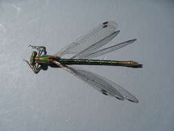 Image of Emerald Spreadwing