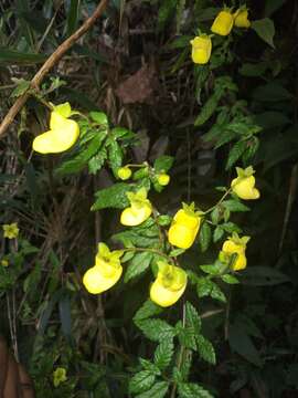 Image of Calceolaria sparsiflora Kunze