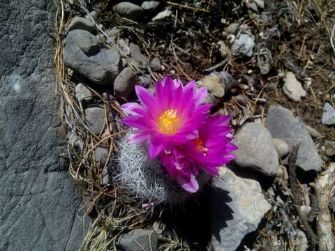 Image of Turbinicarpus beguinii (N. P. Taylor) Mosco & Zanov.