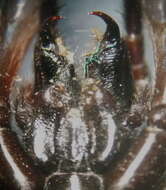 Haplodrassus macellinus (Thorell 1871) resmi