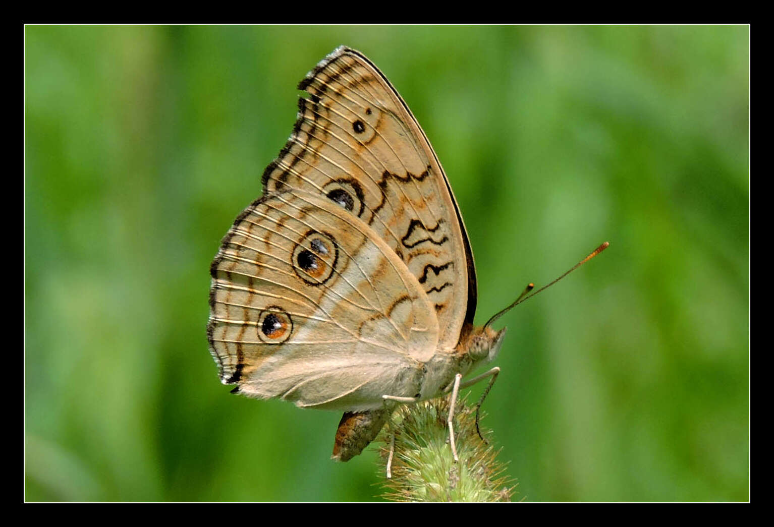 Image of Peacock Pansy