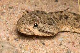 صورة Crotalus mitchellii (Cope 1861)