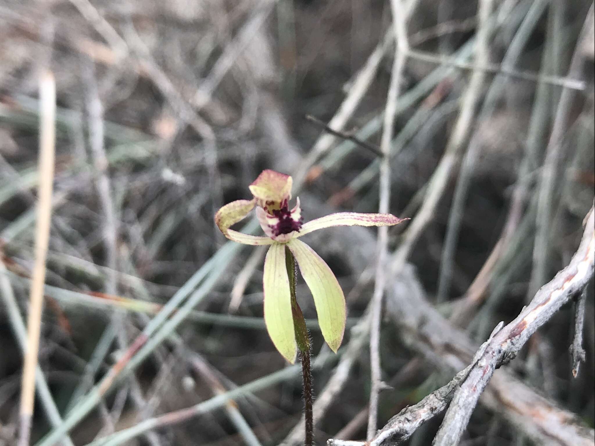 Plancia ëd Caladenia transitoria D. L. Jones