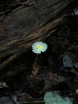 Image of Leucocoprinus fragilissimus (Ravenel ex Berk. & M. A. Curtis) Pat. 1900