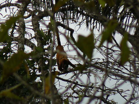 Image of Colombian Red Howler Monkey