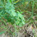 Image of leafy spurge