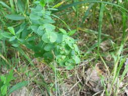 Sivun Euphorbia esula subsp. esula kuva