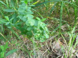 Image of leafy spurge