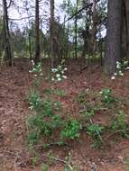 Imagem de Exochorda racemosa (Lindl.) Rehd.