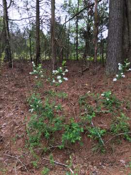 Imagem de Exochorda racemosa (Lindl.) Rehd.