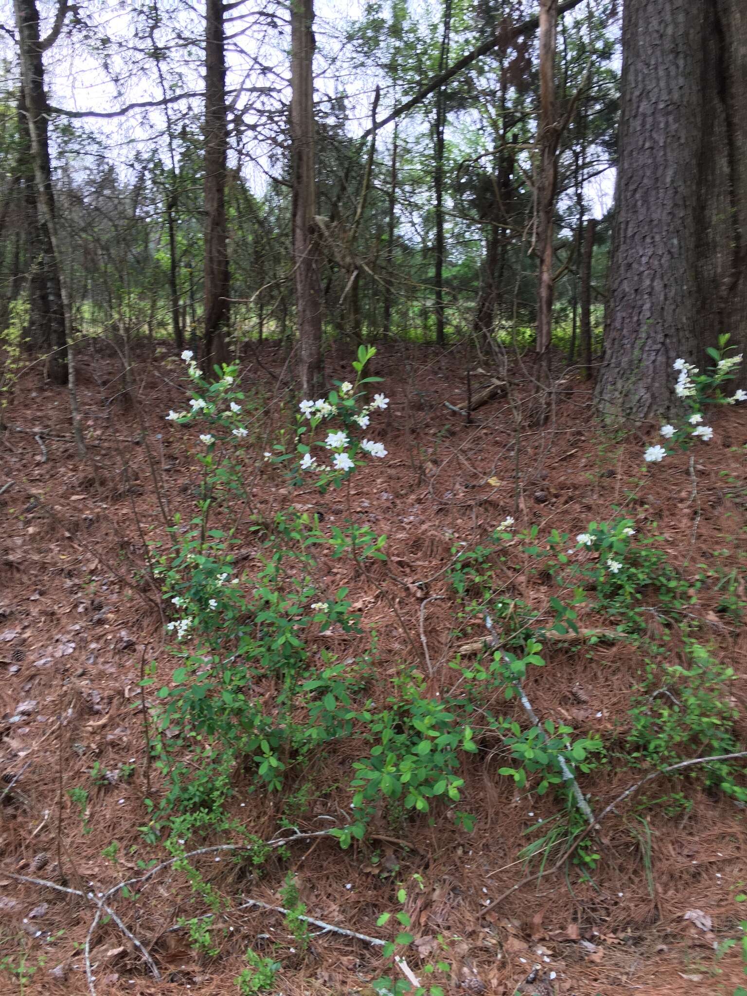 Plancia ëd Exochorda racemosa (Lindl.) Rehd.