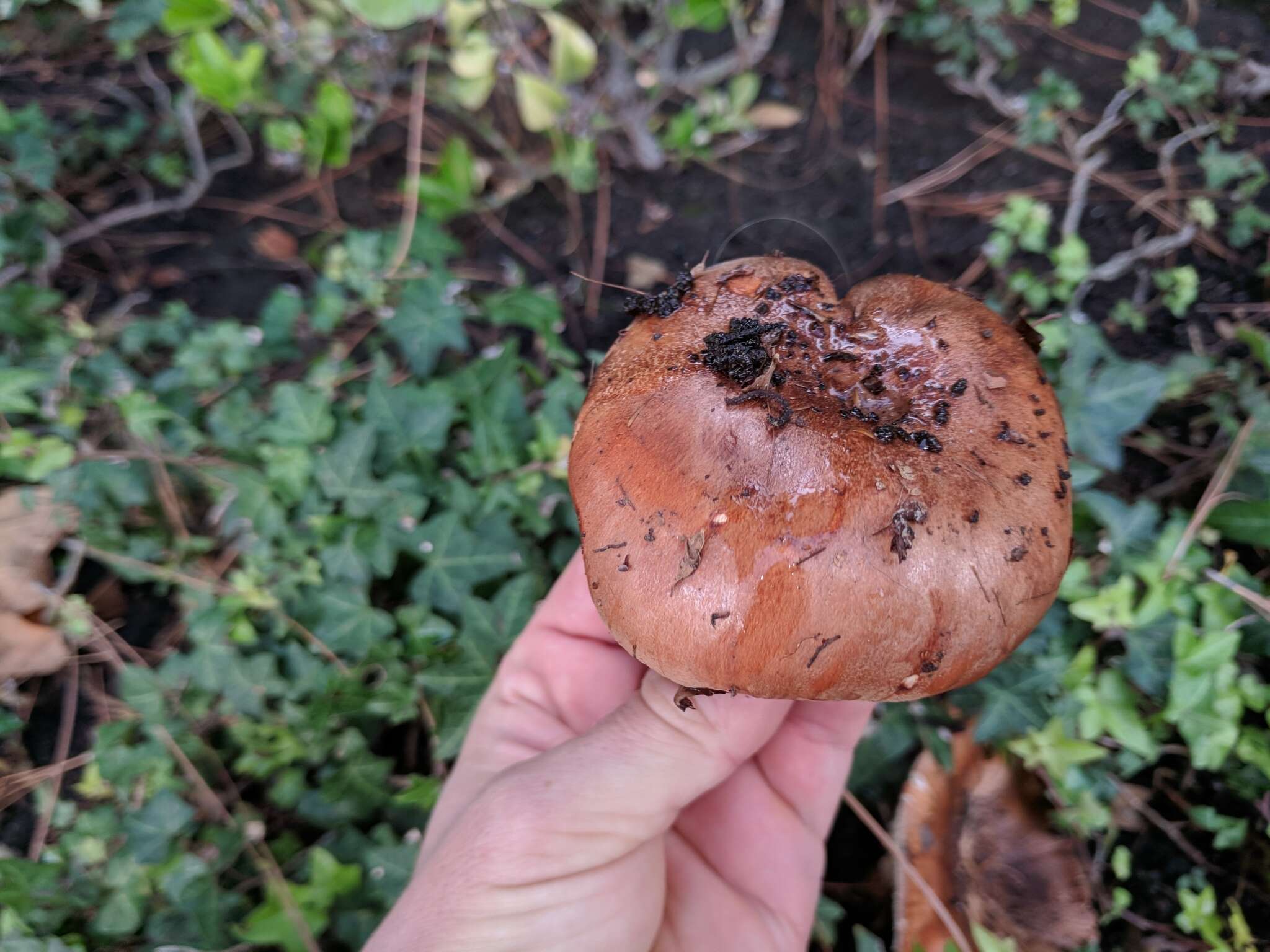 Image of Tricholoma fracticum (Britzelm.) Kreisel 1984