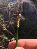 Image of Chinese water chestnut